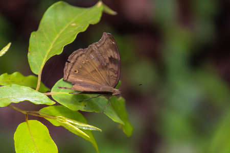 Beautiful butterfly on plantの写真素材