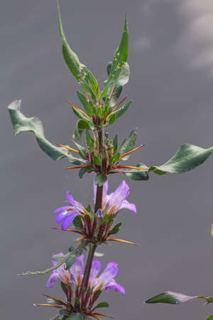 Beautiful Hygrophila auriculata medicinal plantの写真素材