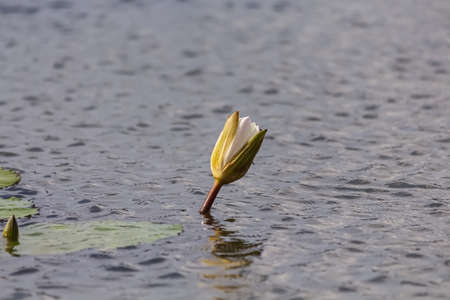 Beautiful water lily lotus flower plant in the waterの写真素材