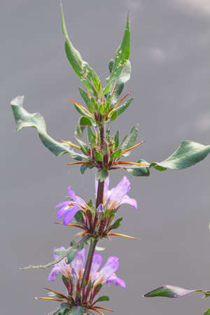 Beautiful Hygrophila auriculata medicinal plantの写真素材
