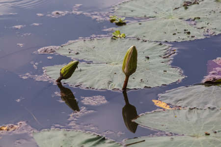 Beautiful water lily lotus flower plant in the waterの写真素材