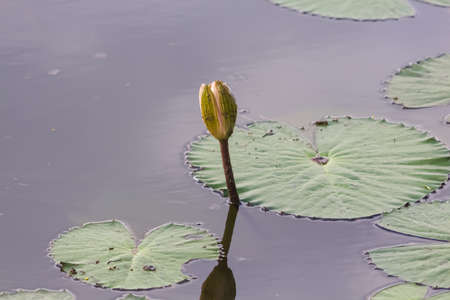 Beautiful water lily lotus flower plant in the waterの写真素材