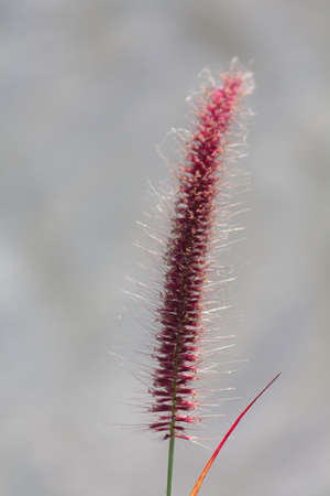 Beautiful purple fountain grass with blurred backgroundの写真素材