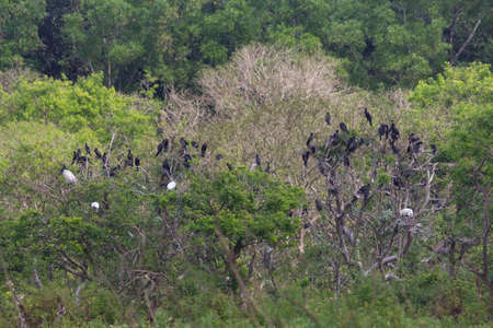 Small out focused birds sitting on the tree at the distanceの写真素材