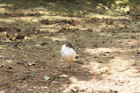 small ibis bird sitting at a far distance in dark shadowの写真素材