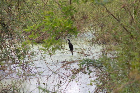 Small out focused birds sitting on the tree at the distanceの写真素材