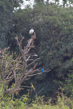 Small out focused birds sitting on the tree at the distanceの写真素材