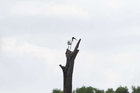 Small out focused birds sitting on the tree at the distanceの写真素材