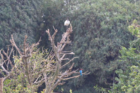 Small out focused birds sitting on the tree at the distanceの写真素材