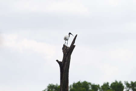 Small out focused birds sitting on the tree at the distanceの写真素材