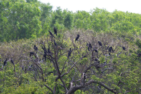 Small out focused birds sitting on the tree at the distanceの写真素材
