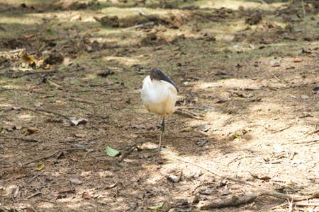 small ibis bird sitting at a far distance in dark shadowの写真素材