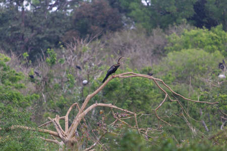 Small out focused birds sitting on the tree at the distanceの写真素材