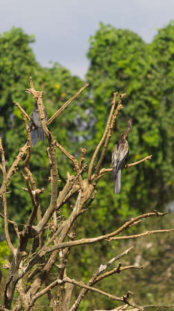 Small out focused birds sitting on the tree at the distanceの写真素材