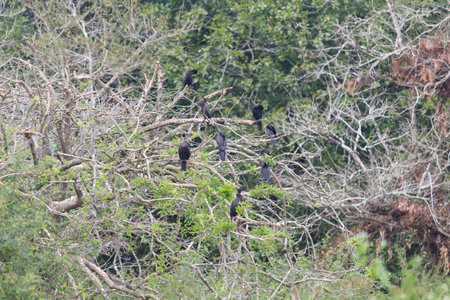 Small out focused birds sitting on the tree at the distanceの写真素材