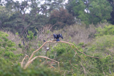 Small out focused birds sitting on the tree at the distanceの写真素材