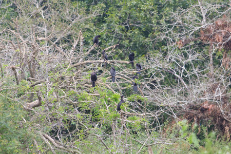 Small out focused birds sitting on the tree at the distanceの写真素材