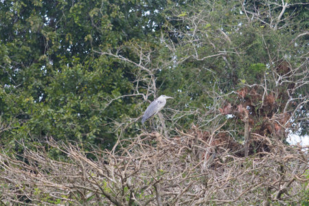Small out focused birds sitting on the tree at the distanceの写真素材