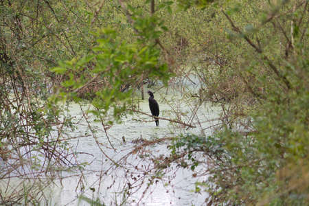 Small out focused birds sitting on the tree at the distanceの写真素材