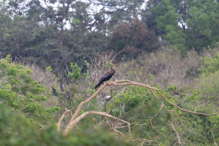 Small out focused birds sitting on the tree at the distanceの写真素材