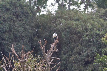 Small out focused birds sitting on the tree at the distanceの写真素材