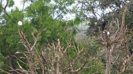 Small out focused birds sitting on the tree at the distanceの写真素材