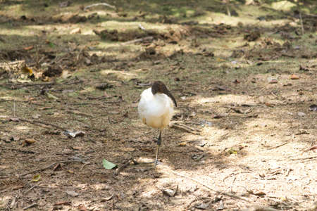 small ibis bird sitting at a far distance in dark shadowの写真素材
