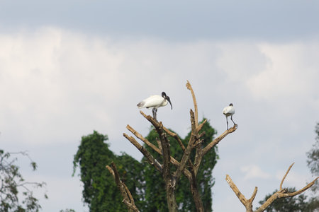 Small out focused birds sitting on the tree at the distanceの写真素材