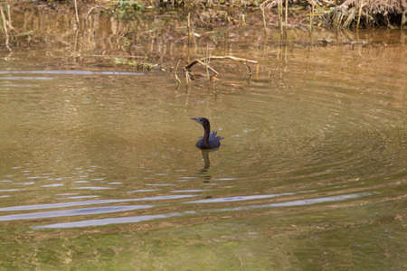 Small out focused bird in the water at the distanceの写真素材