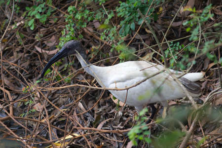 small bird sitting at a far distance in dark shadowの写真素材