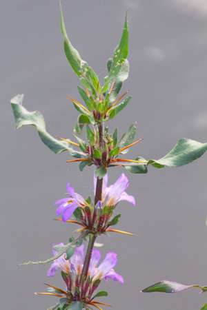 Beautiful Hygrophila auriculata medicinal plantの写真素材