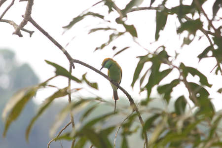 Small out focused Bird sitting on a tree branch at the distanceの写真素材