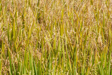 Beautiful yellow rice paddy plantsの写真素材