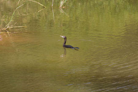 Small out focused bird in the water at the distanceの写真素材