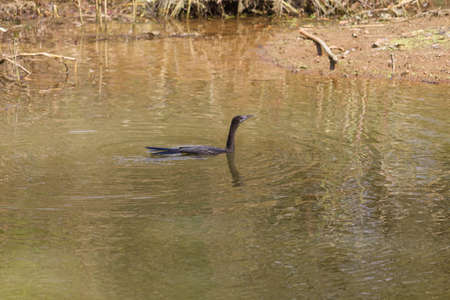 Small out focused bird in the water at the distanceの写真素材