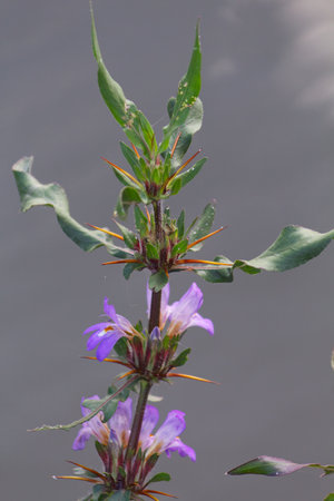 Beautiful Hygrophila auriculata medicinal plantの写真素材