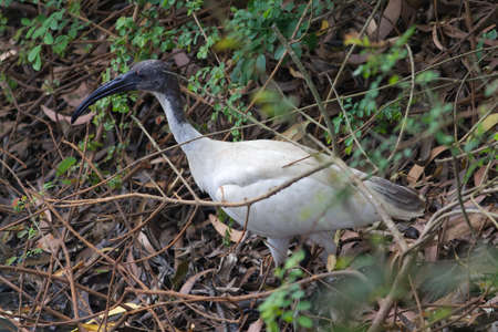 small bird sitting at a far distance in dark shadowの写真素材
