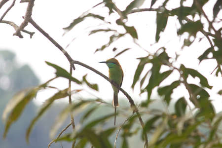 Small out focused Bird sitting on a tree branch at the distanceの写真素材