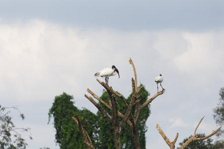 Small out focused birds sitting on the tree at the distanceの写真素材