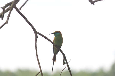 Small out focused Bird sitting on a tree branch at the distanceの写真素材
