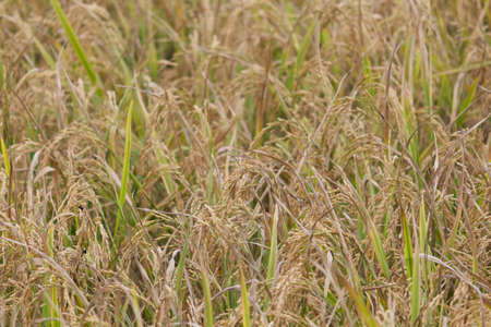 Beautiful yellow rice paddy plantsの写真素材