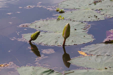 Beautiful water lily lotus flower plant in the waterの写真素材