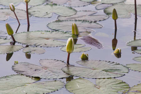 Beautiful water lily lotus flower plant in the waterの写真素材
