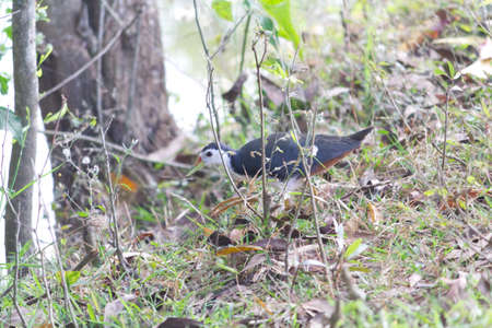 Beautiful White breasted waterhen  birdの写真素材