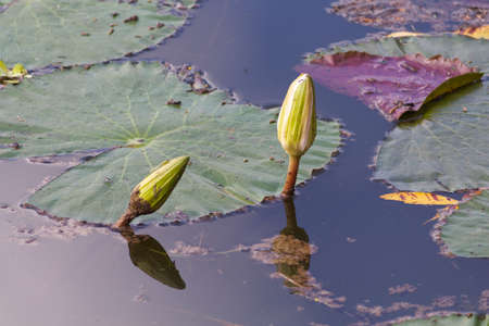 Beautiful water lily lotus flower plant in the waterの写真素材