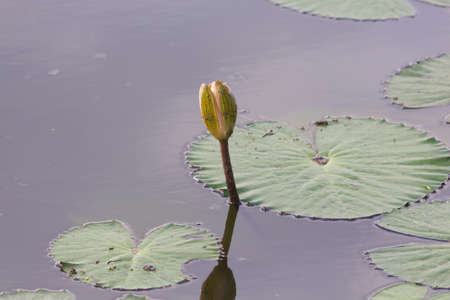 Beautiful water lily lotus flower plant in the waterの写真素材