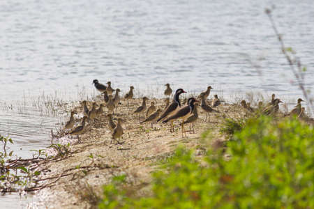 small out focused birds sitting on the banks at the distanceの写真素材