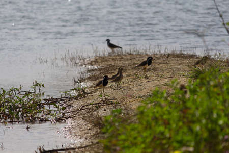 small out focused birds sitting on the banks at the distanceの写真素材