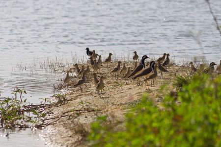 small out focused birds sitting on the banks at the distanceの写真素材