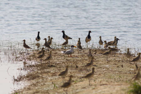 small out focused birds sitting on the banks at the distance